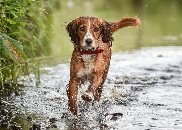 muscle loss in dogs treatment