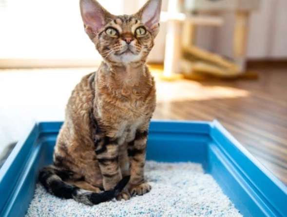 cat constipation symptoms