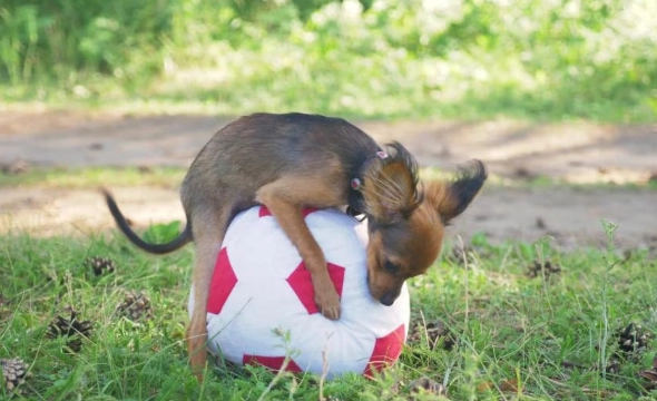 why do female dogs hump