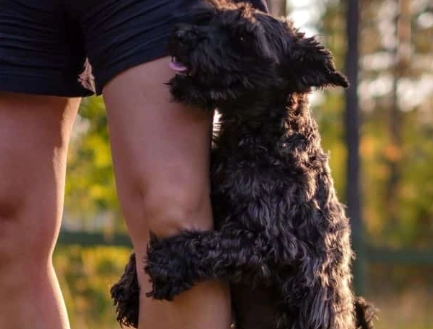 why do female dogs hump