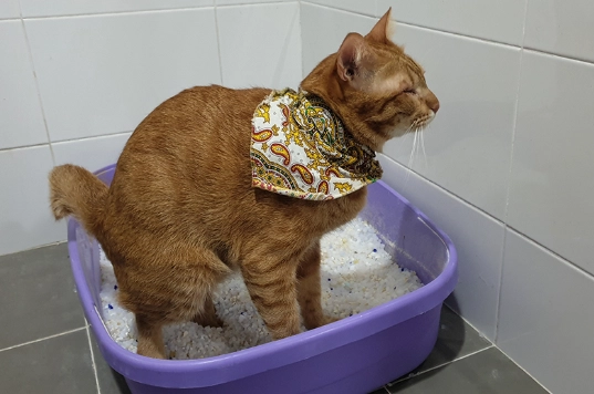 cat not pooping remedies