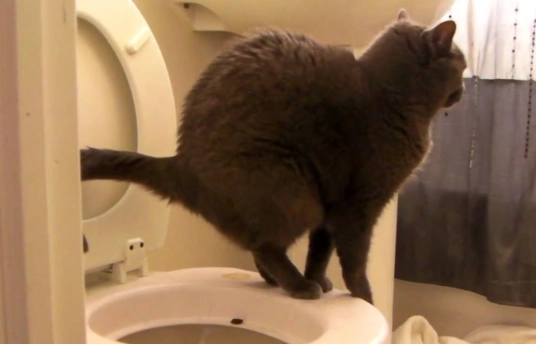 cat not pooping remedies