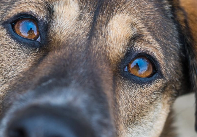 muscle loss in dogs treatment