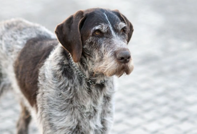 muscle loss in dogs treatment