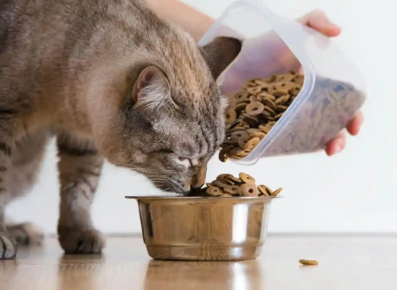 cat constipation symptoms