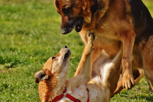 why do female dogs hump