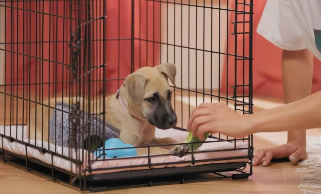 crate training at night