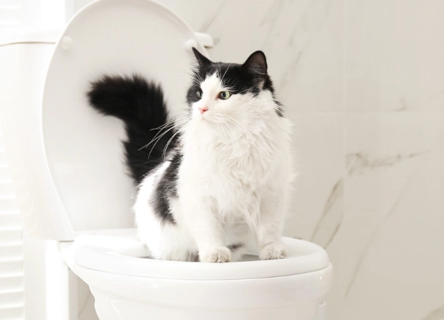how to toilet train a cat