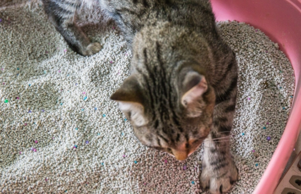 cat constipation symptoms