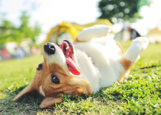 dog mounting behavior