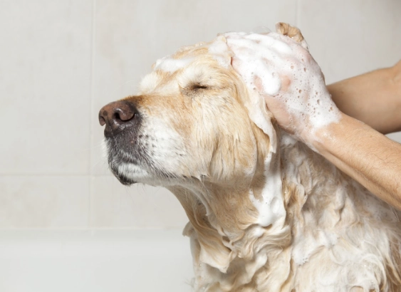 safe dog shampoo ingredients