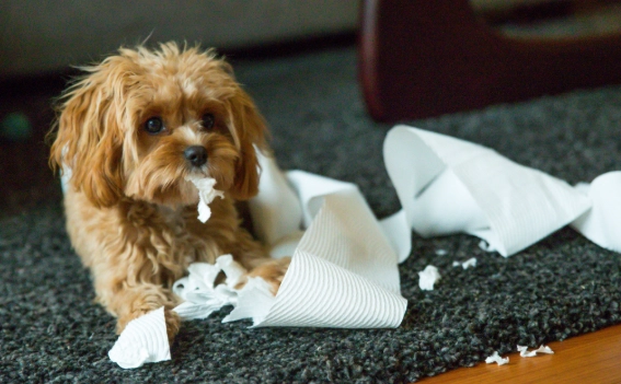 dog diarrhea when to go to vet