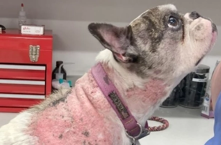 dog skin calcification