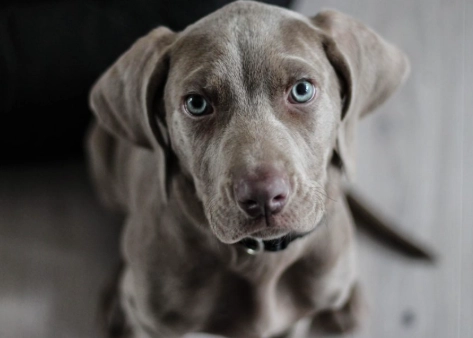 treat dog diarrhea at home