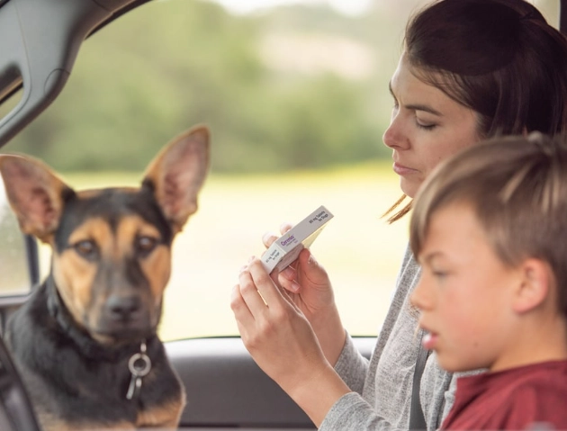 prevent dog car sickness