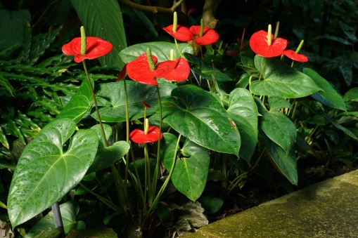 anthurium poisonous to cats