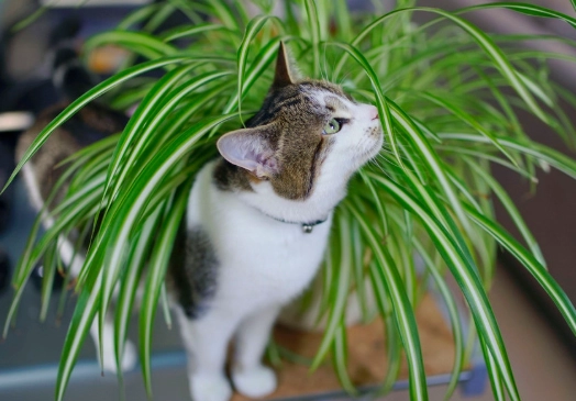 pet safe indoor plants