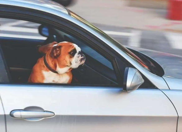 prevent dog car sickness