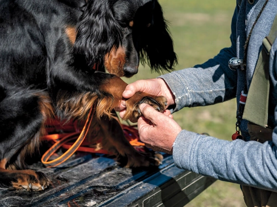 dewclaw removal recovery