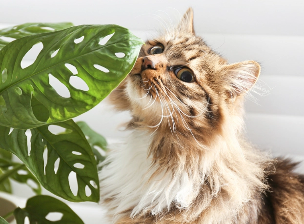 cat ate ficus plant