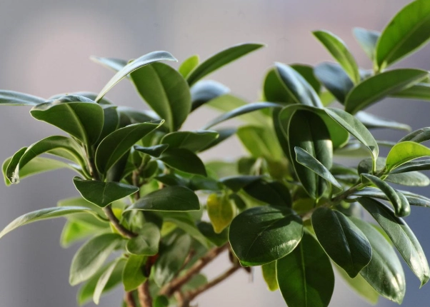 pet safe indoor plants