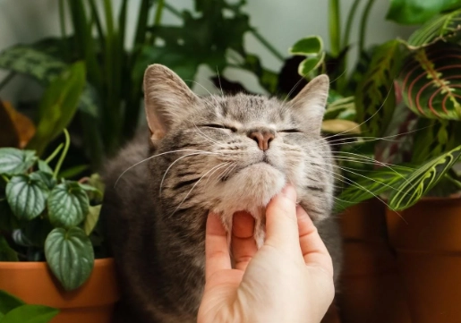cat ate ficus plant