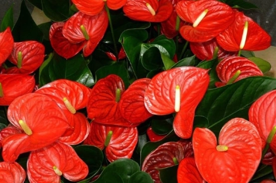 cat safe houseplants