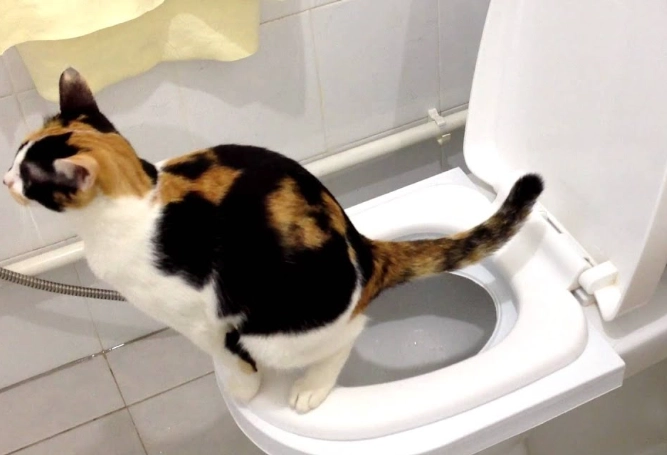 cat toilet training kit