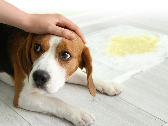 canine bowel incontinence