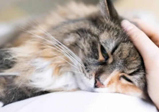 hyperthyroidism in cats meowing