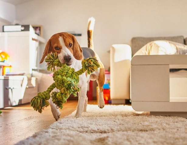 puppy proofing checklist