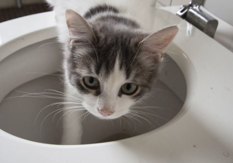 cat toilet training kit