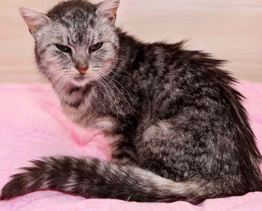 excessive meowing thyroid