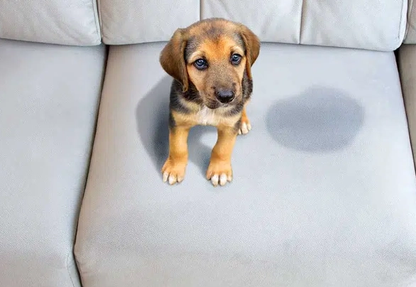 managing dog incontinence