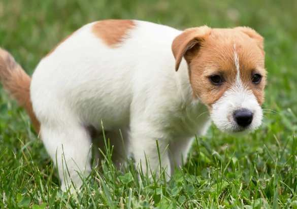 canine bowel incontinence