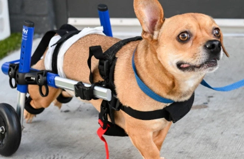 canine bowel incontinence