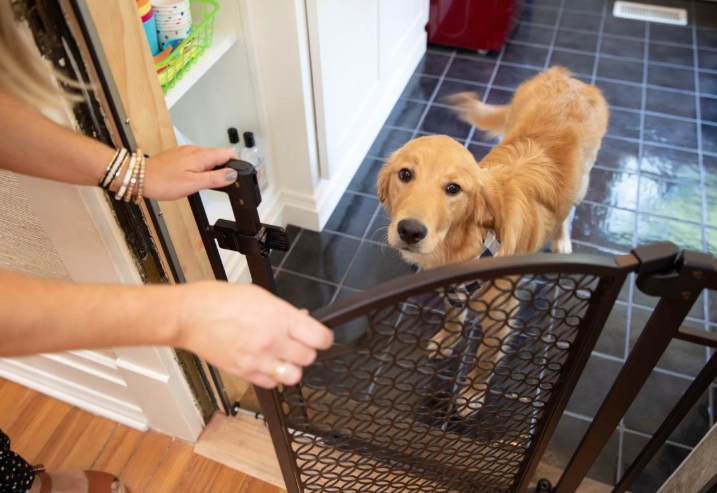 dog proofing house