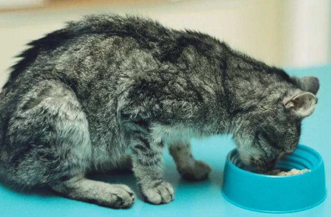 hyperthyroidism in cats meowing