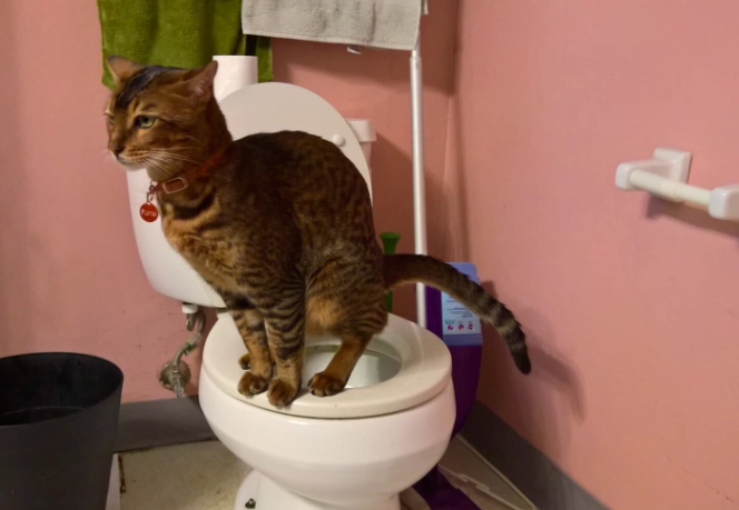 how to train cat to use toilet