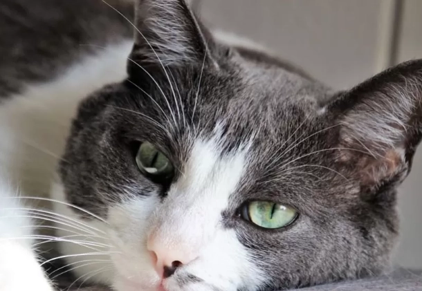 cat thyroid disease symptoms