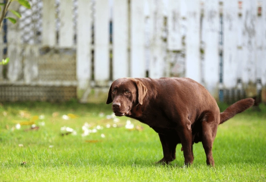 dog diarrhea treatment