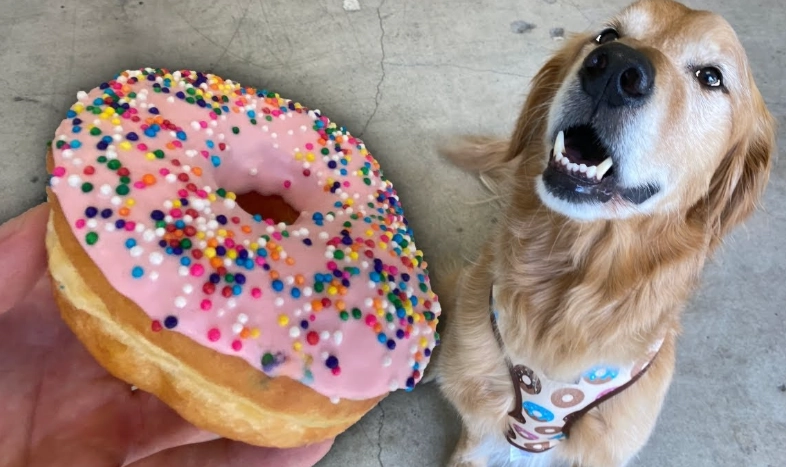 how to make dog donuts