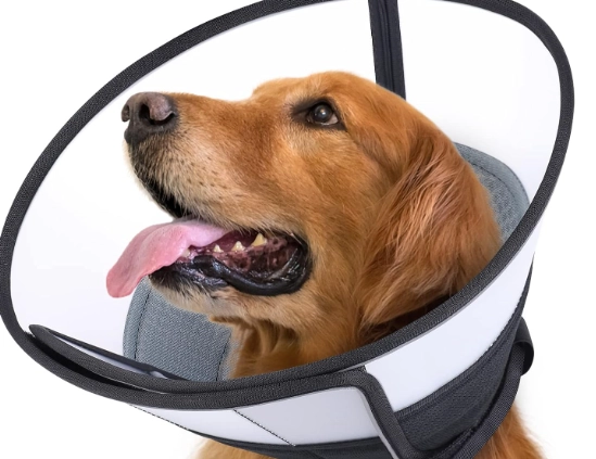 dog cone alternatives