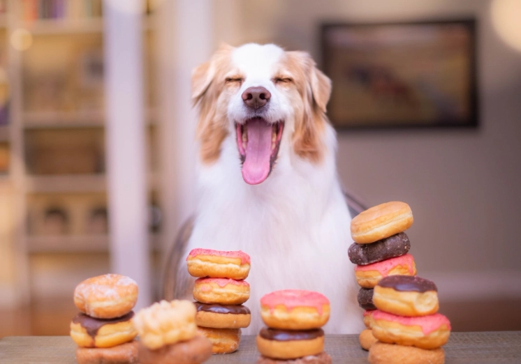 dog donut treats