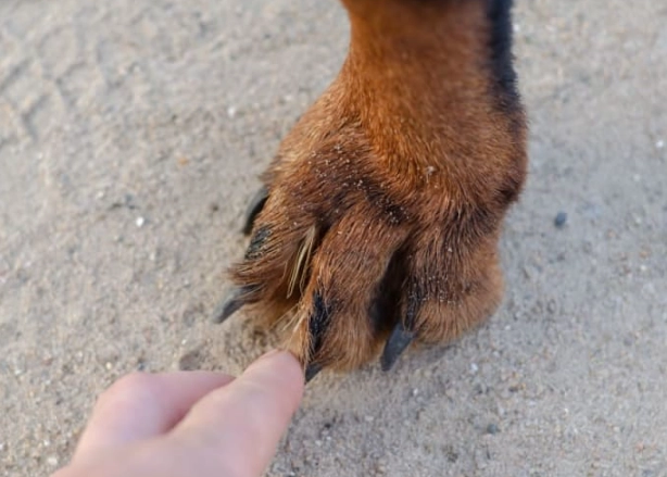 how to remove foxtail from dog