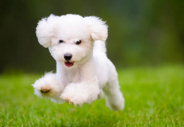 cat harness training