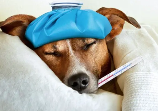 dog diarrhea treatment