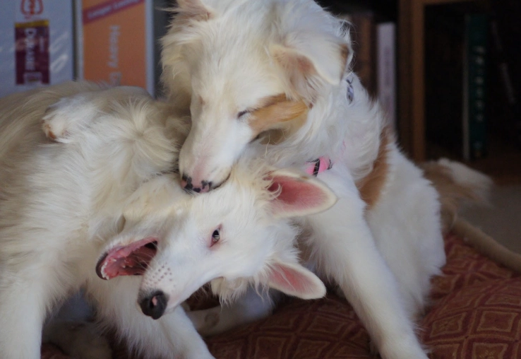 caring for a deaf dog