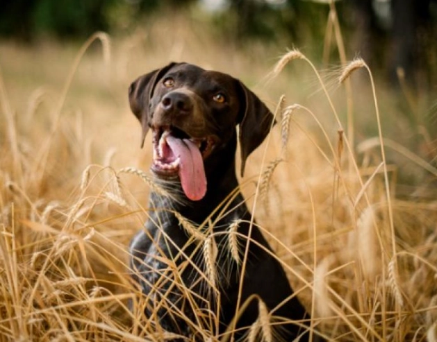 foxtail grass dog symptoms