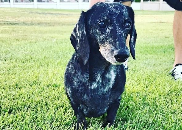 canine cognitive dysfunction